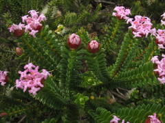 Pimelea ferruginea