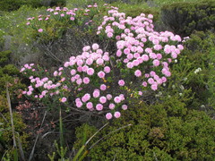 Pimelea ferruginea