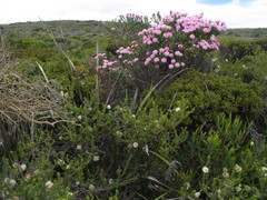 Pimelea ferruginea