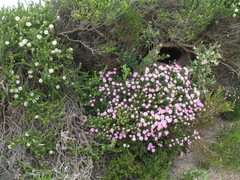 Pimelea ferruginea