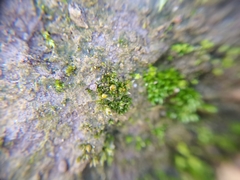 Physcomitrium patens