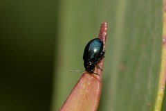 Arsipoda chrysis