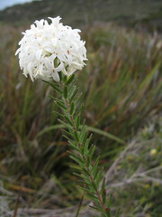 Pimelea imbricata piligera