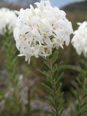 Pimelea imbricata piligera