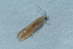 Eucosma obumbratana