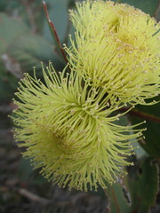 Eucalyptus preissiana