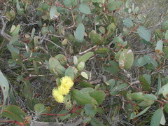 Eucalyptus preissiana