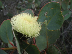 Eucalyptus preissiana