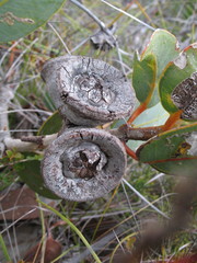 Eucalyptus preissiana