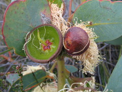 Eucalyptus preissiana