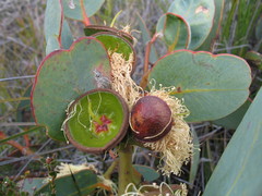 Eucalyptus preissiana