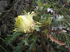 Banksia obovata