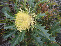 Banksia obovata
