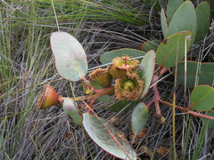 Eucalyptus preissiana