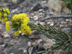 Acacia binata