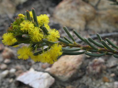Acacia binata