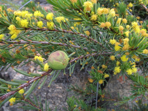 Pineweed (Acacia binata)