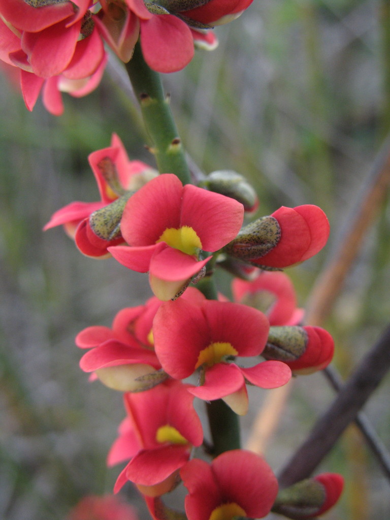 Sphaerolobium drummondii
