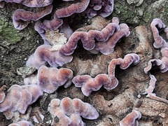 Chondrostereum purpureum