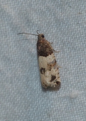 Gypsonoma aceriana