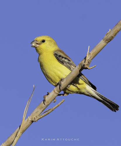 Moineau doré