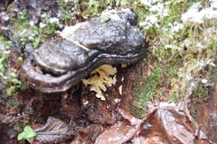 Antrodiella citrinella