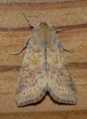 Xanthia gilvago