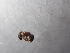 Tetramorium lanuginosum