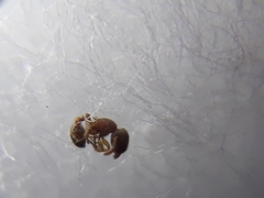 Tetramorium lanuginosum
