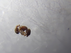 Tetramorium lanuginosum