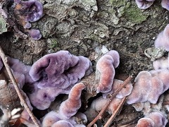 Chondrostereum purpureum