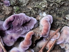 Chondrostereum purpureum