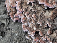 Chondrostereum purpureum