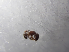 Tetramorium lanuginosum