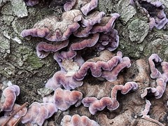 Chondrostereum purpureum