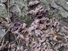 Chondrostereum purpureum