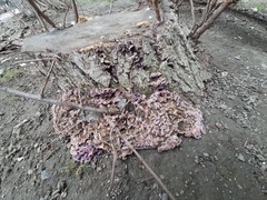 Chondrostereum purpureum