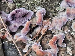 Chondrostereum purpureum