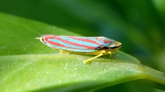 Graphocephala idonea