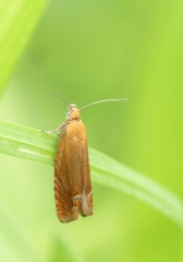 Lathronympha strigana