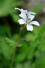 Geranium rectum