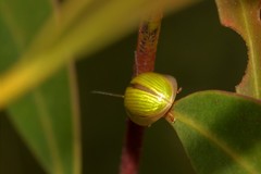 Paropsisterna hectica