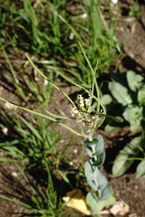 Conringia orientalis