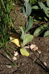 Conringia orientalis