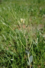 Conringia orientalis