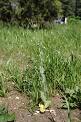 Conringia orientalis