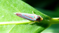 Graphocephala idonea