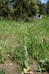 Conringia orientalis