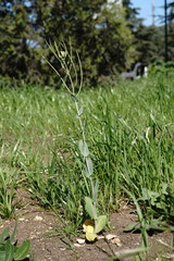 Conringia orientalis