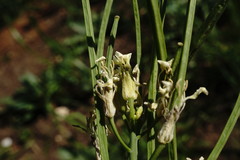 Conringia orientalis